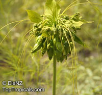 Tacca leontopetaloides, Green Bat Flower, Polynesian Arrowroot

Click to see full-size image