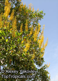 Vochysia lehmannii, Saladillo Blanco

Click to see full-size image