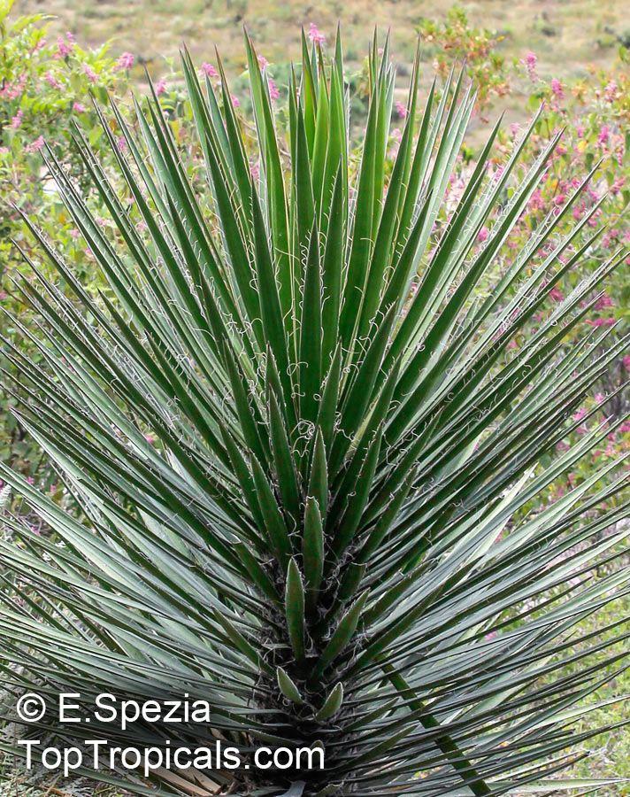 Yucca sp., Yucca, Adams Needle. Yucca periculosa