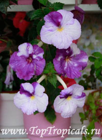 Achimenes sp., Cupid's Bower, Hot Water Plant, Monkey-Faced Pansy, Magic Flower, Orchid Pansy

Click to see full-size image