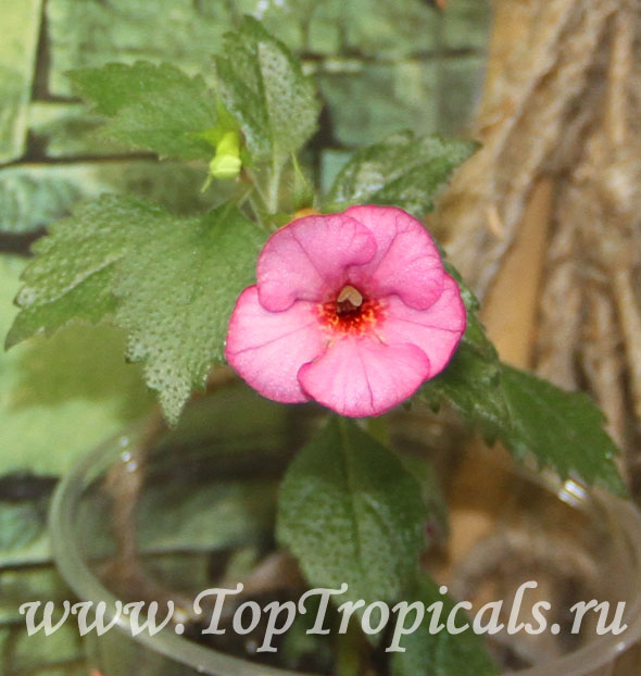 Achimenes sp., Cupid's Bower, Hot Water Plant, Monkey-Faced Pansy, Magic Flower, Orchid Pansy. Achimenes 'Cherry Blossom'