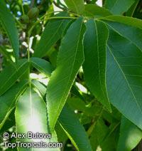 Carya illinoensis, Carya pecan, Pecan

Click to see full-size image