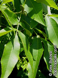 Carya illinoensis, Carya pecan, Pecan

Click to see full-size image