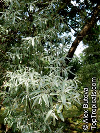 Elaeagnus angustifolia, Russian Silverberry, Oleaster, Russian Olive

Click to see full-size image