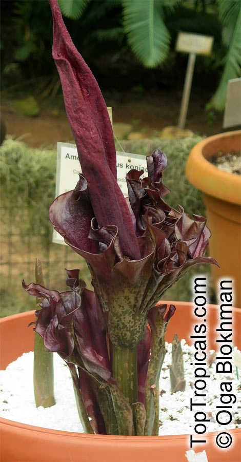 Amorphophallus konjac, Voodoo Lily