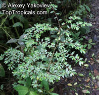 Begonia foliosa, Begonia fuchsioides, Shrub Begonia 

Click to see full-size image