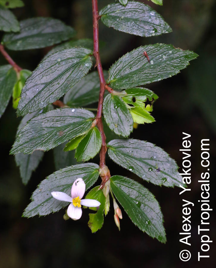 Begonia foliosa, Begonia fuchsioides, Shrub Begonia 
