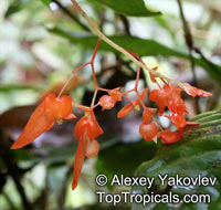 Begonia rossmanniae, Begonia repens, Rossmannia repens, Begonia

Click to see full-size image