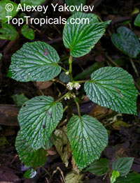 Begonia tiliifolia, Begonia

Click to see full-size image