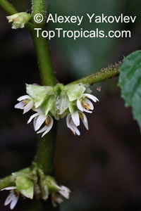 Begonia tiliifolia, Begonia

Click to see full-size image