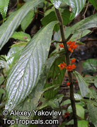 Besleria sp., Besleria

Click to see full-size image