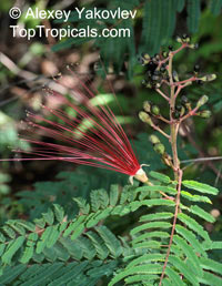 Calliandra houstoniana, Tree Calliandra, Powderpuff

Click to see full-size image