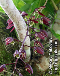 Catasetum sp., Catasetum

Click to see full-size image