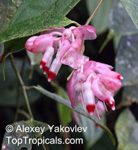 Cavendishia tarapotana, Cavendishia

Click to see full-size image