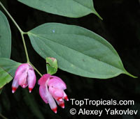 Cavendishia tarapotana, Cavendishia

Click to see full-size image