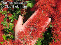 Combretum microphyllum, Combretum paniculatum subsp. microphyllum, Flame Creeper, Burning Bush

Click to see full-size image