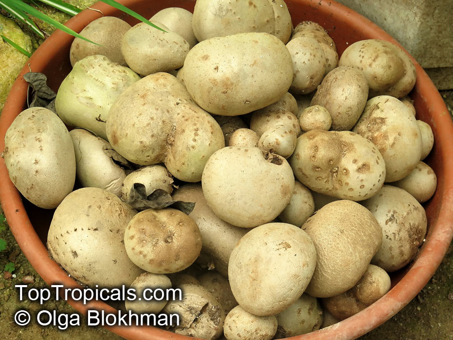 Dioscorea bulbifera, Air Potato