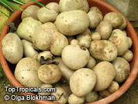 Dioscorea bulbifera, Air Potato

Click to see full-size image