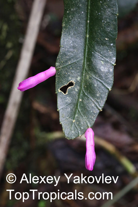 Pseudorhipsalis amazonica, Wittia Amazonica, Disocactus amazonicus, Wittiocactus amazonicus, Purple Rhipsalis, Blue Flame
