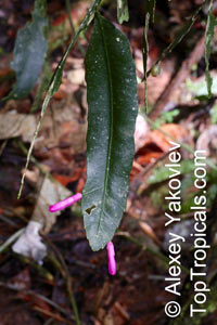 Pseudorhipsalis amazonica, Wittia Amazonica, Disocactus amazonicus, Wittiocactus amazonicus, Purple Rhipsalis, Blue Flame

Click to see full-size image