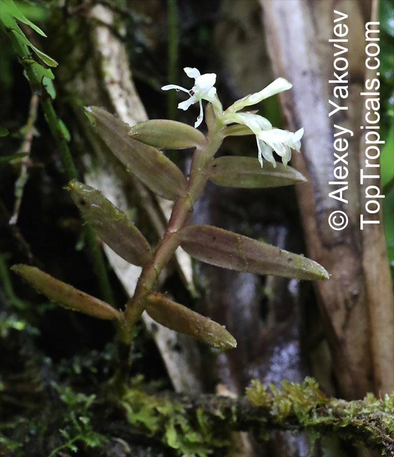 Epidendrum sp., Reed Orchid, Epidendrum Orchid, Clustered Flowers Orchid. Epidendrum nanosimplex