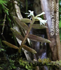 Epidendrum sp., Reed Orchid, Epidendrum Orchid, Clustered Flowers Orchid

Click to see full-size image