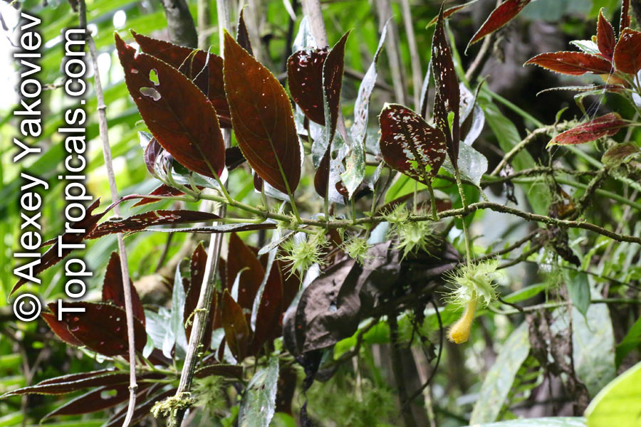 Glossoloma purpureum, Alloplectus purpureus, Glossoloma