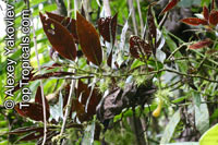 Glossoloma purpureum, Alloplectus purpureus, Glossoloma

Click to see full-size image