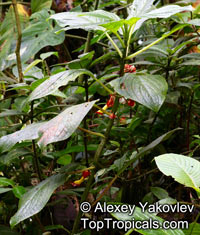 Glossoloma tetragonoides, Alloplectus tetragonoides, Glossoloma

Click to see full-size image