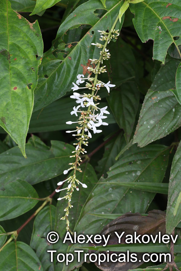 Gonzalagunia sp., Mata-de-mariposa, Rabo de raton