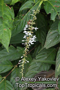 Gonzalagunia sp., Mata-de-mariposa, Rabo de raton

Click to see full-size image