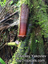 Iriartea deltoidea, Stilt Palm, Copa Palm, Barrigona Palm

Click to see full-size image