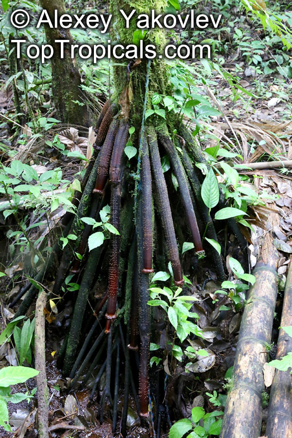 Iriartea deltoidea, Stilt Palm, Copa Palm, Barrigona Palm