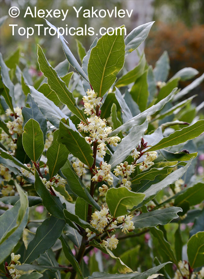 Amazon Com Ohio Grown Sweet Bay Laurel Herb Laurus Nobilis 4