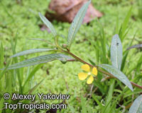 Ludwigia sp., Swamp Primrose

Click to see full-size image