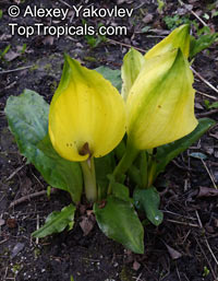 Lysichiton americanus, Yellow Skunk Cabbage, Swamp Lantern

Click to see full-size image