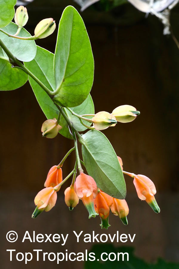 Macleania sp., Macleania. Macleania pentaptera