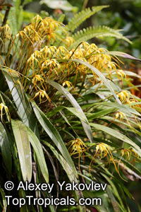 Maxillaria lepidota, Scaled Maxillaria

Click to see full-size image