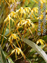 Maxillaria lepidota, Scaled Maxillaria

Click to see full-size image