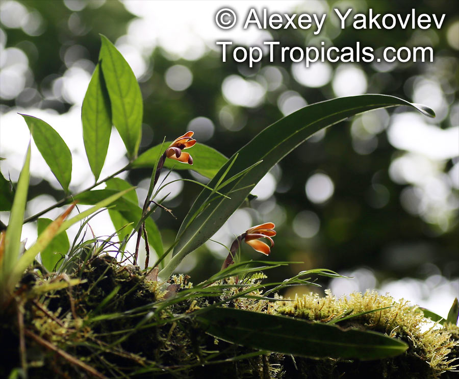 Maxillaria porrecta, Maxillaria brunnea, Tiger Orchid, Extended Maxillaria