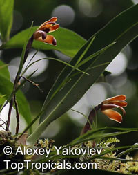 Maxillaria porrecta, Maxillaria brunnea, Tiger Orchid, Extended Maxillaria

Click to see full-size image
