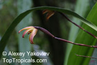 Maxillaria porrecta, Maxillaria brunnea, Tiger Orchid, Extended Maxillaria

Click to see full-size image