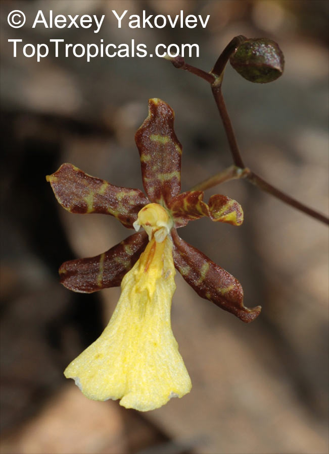 Oncidium sp., Oncidium Orchid. Oncidium brachyandrum