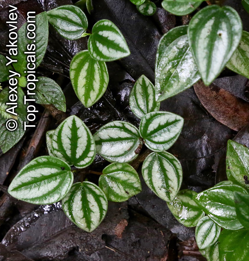 Peperomia sp., Radiator Plant. Peperomia aff. laxiflora