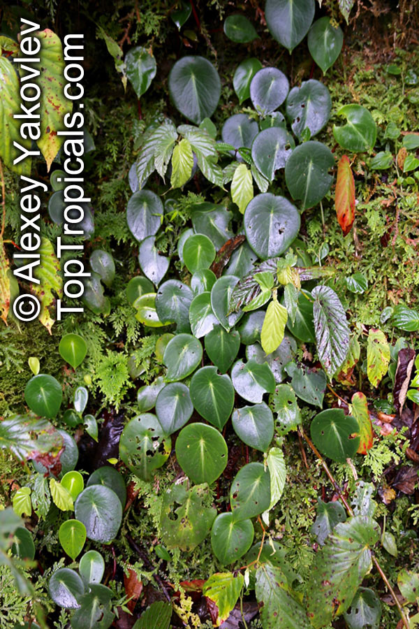Peperomia sp., Radiator Plant. Peperomia choroniana