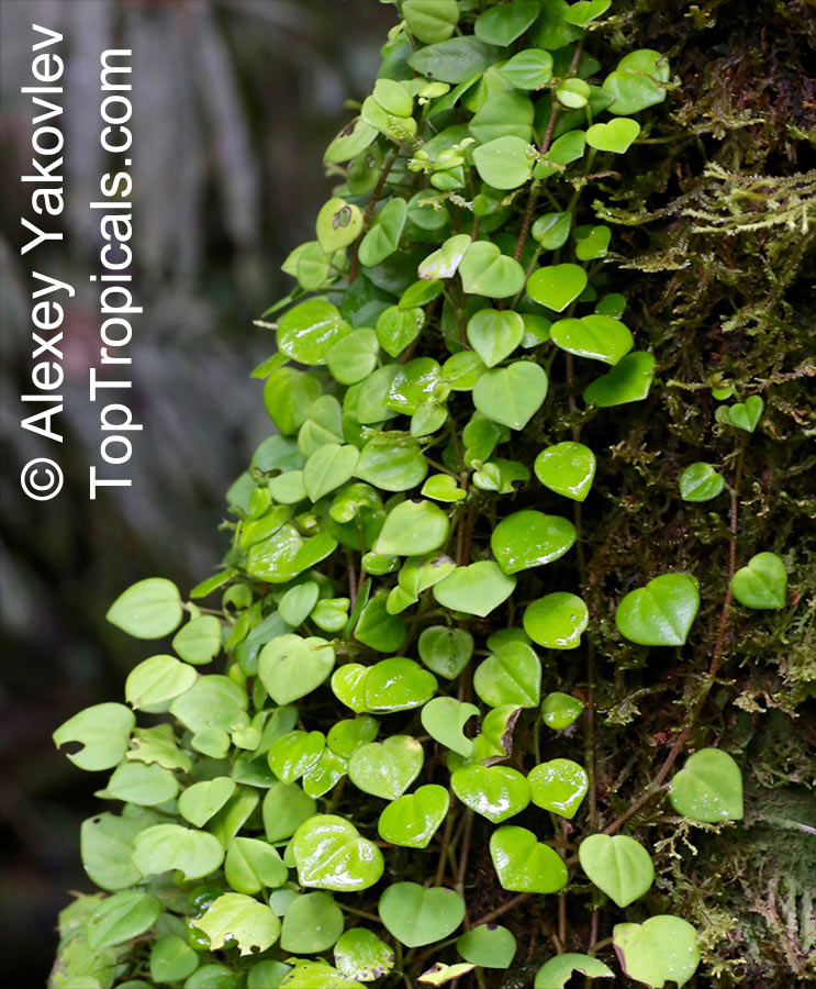 Peperomia sp., Radiator Plant. Peperomia serpens