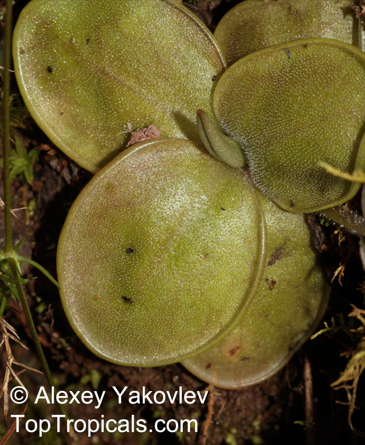 Pinguicula sp., Butterwort