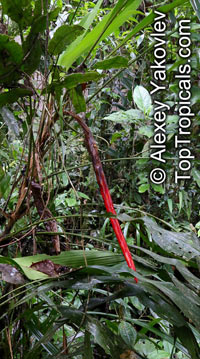 Pitcairnia sp., Bromeliad

Click to see full-size image