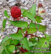 Rubus illecebrosus, Rubus sorbifolius, Rubus yakusimensis, Balloon Berry, Strawberry Raspberry, Japanese Raspberry

Click to see full-size image