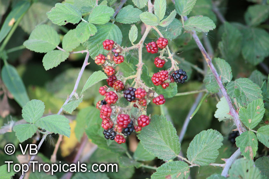 Thorny bushes with juicy berries, the brambleberry bushes grow in